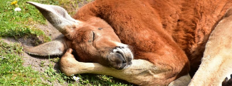 obiective turistice pe coasta soarelui australia zoo