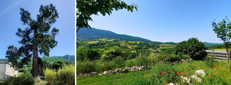 Arborele Sequoia de langa Distillerie du Vercors si privelistea verde din Saint Jean en Royans cu dealuri si pajisti