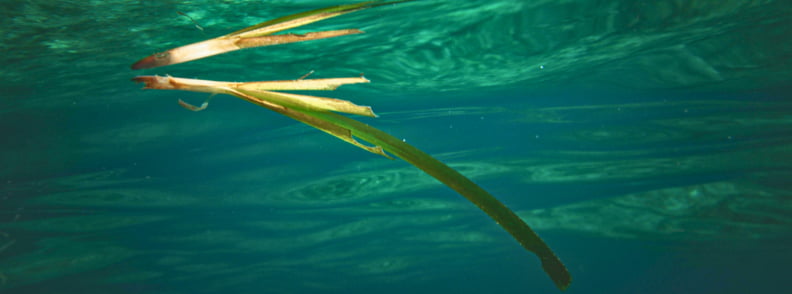 pajiste de posidonie mediterana biodiversitate marina cap antibes Frunze de posidonie plutind sub suprafața apei în Marea Mediterană, ilustrând habitatul marin protejat și biodiversitatea prezentate la Posidonia Antibes.