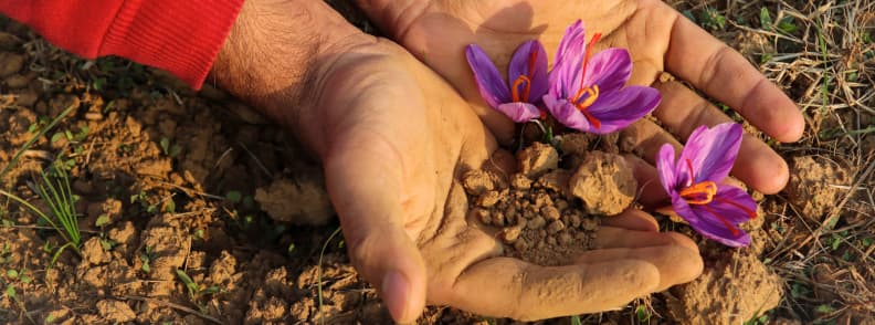 Recolta Sofran Provence Toamna Flori de Sofran Flori violete de șofran proaspăt culese în Provence toamna, ținute în palme deasupra solului uscat al câmpului.