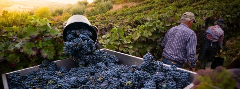 Vendange Provence Recolta Strugurilor Podgorii Toamna Culesul strugurilor în Provence toamna, cu lăzi pline de struguri roșii proaspăt recoltați și lucrători printre rândurile unei podgorii.