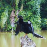 Boat Tour From Puerto Limon to Tortuguero Canal