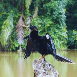 Boat Tour From Puerto Limon to Tortuguero Canal