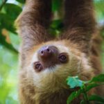 Sloth Spotting Tour From Puerto Limon