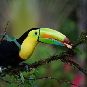 Veragua Rainforest Tour