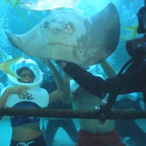 Swimming with Stingrays in Mexico