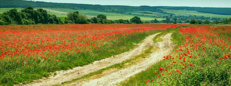 balkan road trip poppies balkan road trip poppies