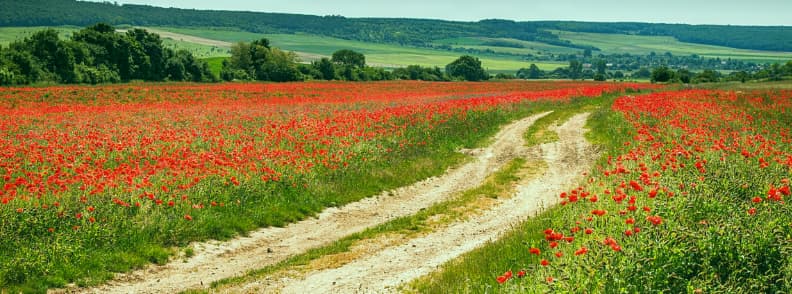 balkan road trip poppies