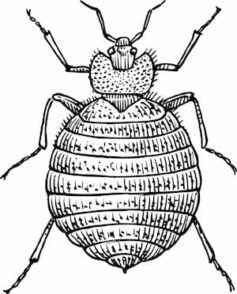 bed bug bed bug