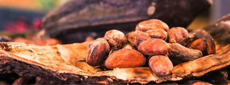 belgian chocolate cocoa beans