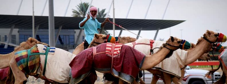 camel racing dubai budget travel