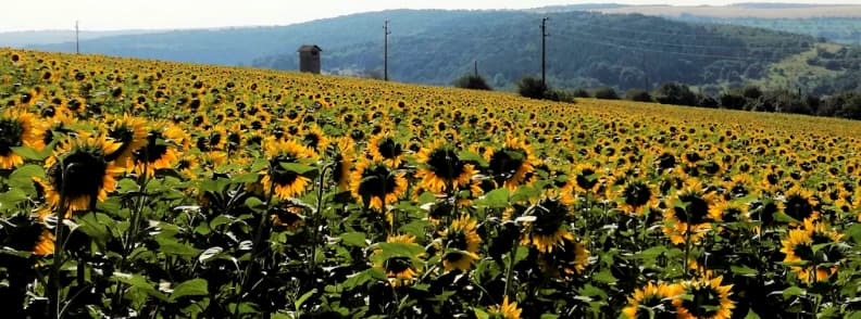 day trip from bucharest to lovech sunflower fields
