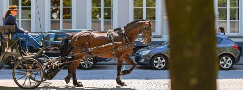 day trip to bruges horse carriage