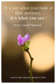 It's not what you look at that matters. It's what you see. henry david thoreau www.the-travel-bunny.com text over blooming purple flower