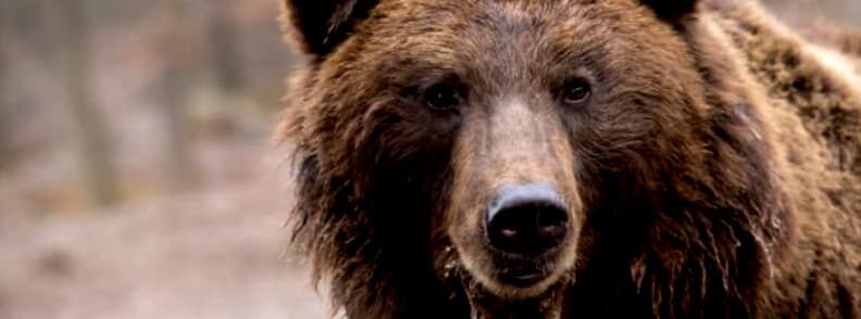 libearty zarnesti brown bear sanctuary romania