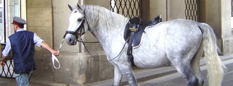 lipizzaners horse spanish riding school of vienna