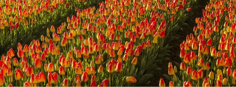 lisse best places to visit netherlands lisse best places to visit netherlands