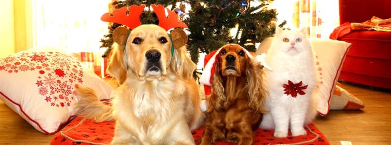pet and small animals christmas pet and small animals christmas
