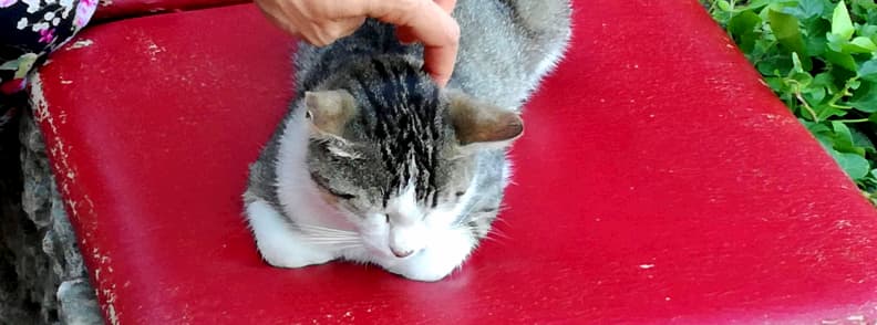 queen wine house balchik cat queen wine house balchik cat
