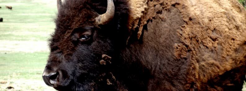 rezervatia de zimbri european bison reserve romania