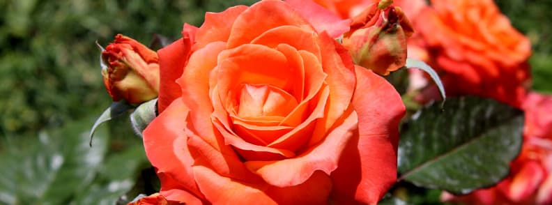 roseto comunale rose garden in rome