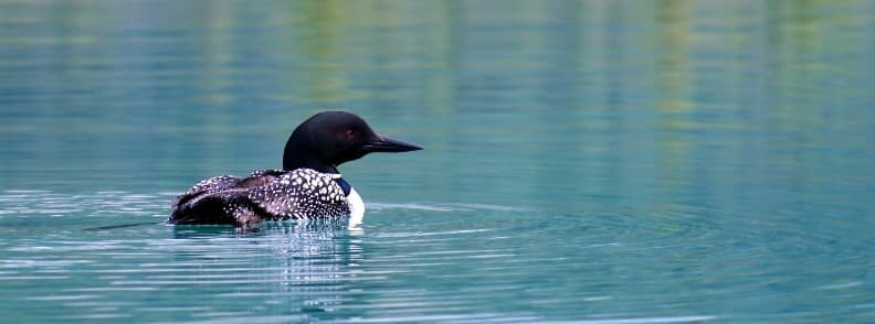 scenic drive in maine see loon in greenville