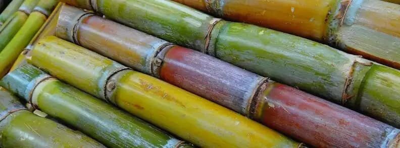 st kitts island sugar cane