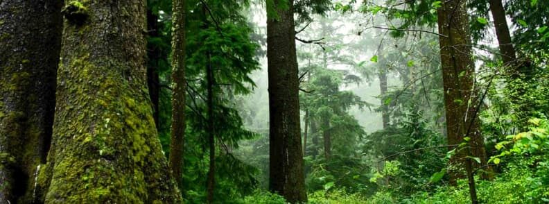 virgin forests romania