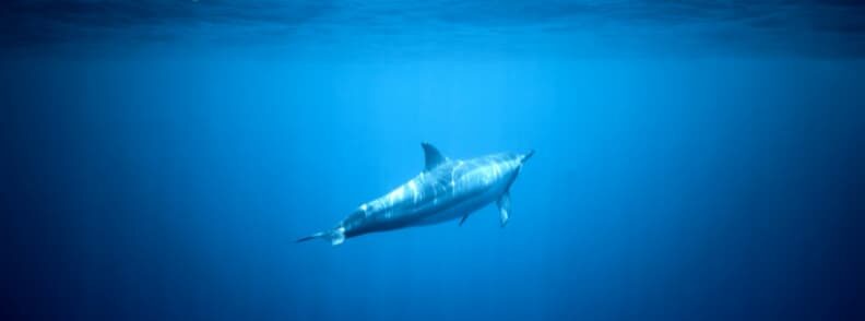 hawaii vacations lanai island dolphin hawaii vacations lanai island dolphin