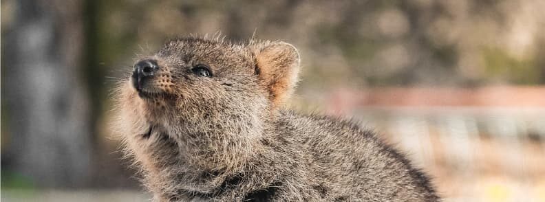 Kangaroo Island wildlife