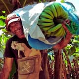 Costa Rica Banana Plantation Tour
