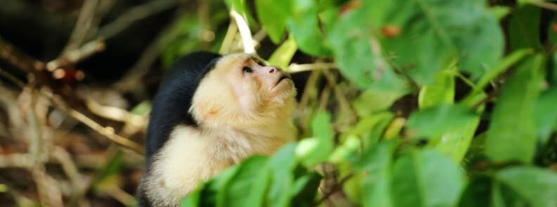 Costa Rica Manuel Antonio National Park white-faced monkey