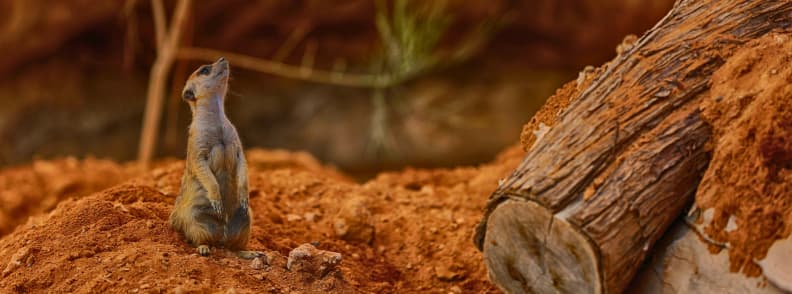 Meerkat standing alert on sandy ground at Emirates Park Zoo Abu Dhabi family attraction