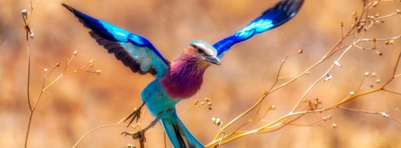 lilac breasted roller tarangire safari tanzania