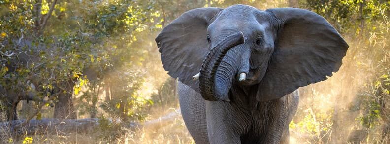 elephant in Hwange National Park Zimbabwe safari destinations