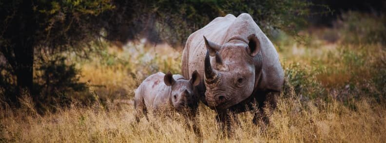 rhino in Kruger National Park South Africa safari destinations