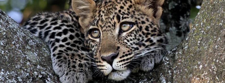 leopard in Masai Mara Reserve Kenya safari destinations