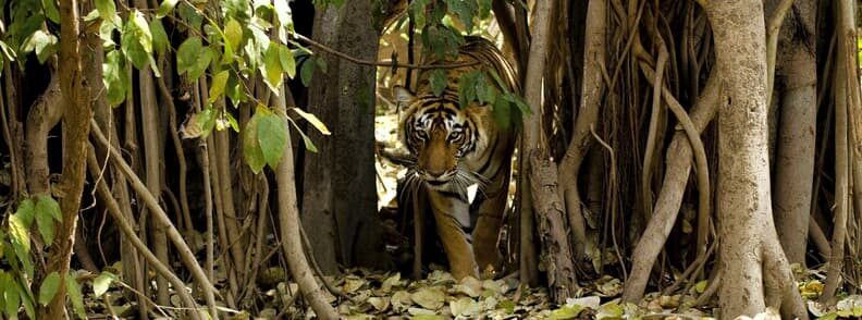 tiger in Ranthambore National Park India safari destinations