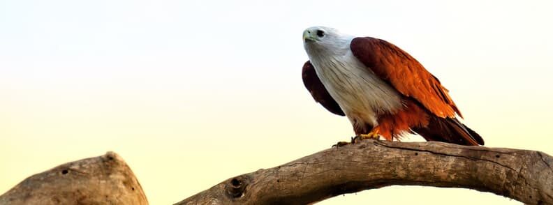 eagle in Yala Park Sri Lanka safari destinations