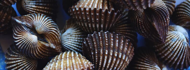 popular things to do in nantucket scalloping massachusetts