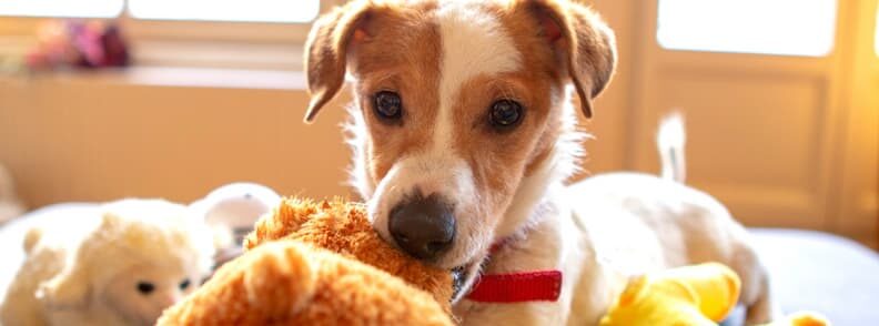 air travel with your dog toys