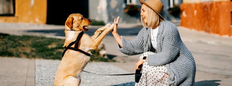 tips to travel with your dog tips to travel with your dog