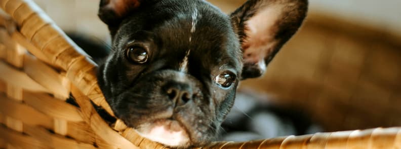 travel with your dog on your lap travel with your dog on your lap