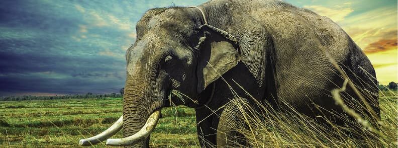 David Sheldrick Elephant Orphanage kenya nairobi things to see