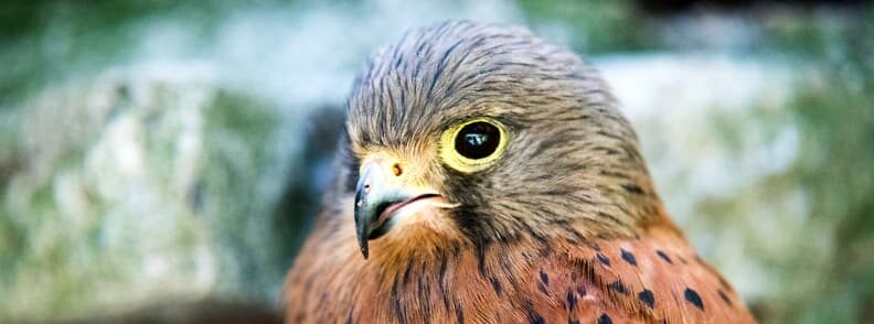 cheddar gorge bird watching tour