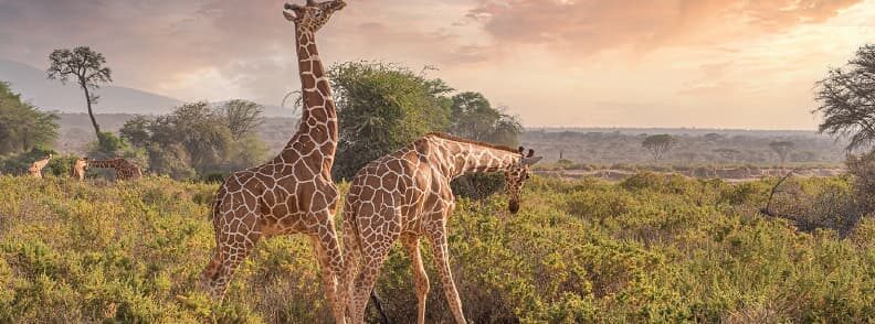 nairobi hotel giraffe manor kenya