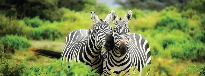 places to visit in Nairobi National Park to see zebras