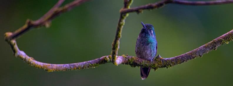 lago atitlan bird watching tour lago atitlan bird watching tour