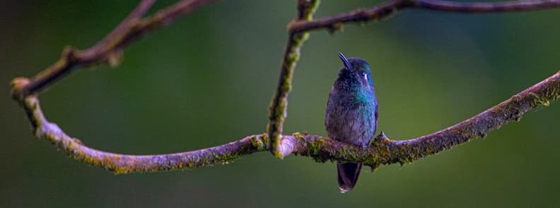 lago atitlan bird watching tour