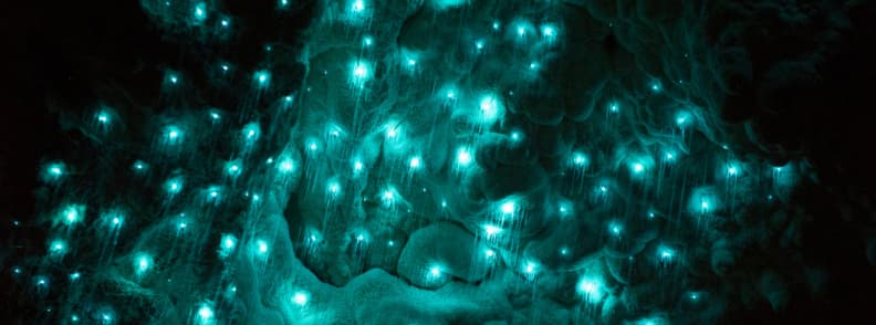 glowworms waitomo caves nz adventure tours glowworms waitomo caves nz adventure tours
